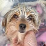 Danny Robertshaw Instagram - Meet TEX soon to be available for adoption in Wellington FL through Danny & Ron’s Rescue! #ALifetimePromise #DannyRonsRescue #adoptlove #saveashelterdog