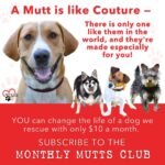 Danny Robertshaw Instagram - July 31 is NATIONAL MUTTS DAY! Did you know that YOU can change the life of a dog we rescue with just $10 per month? 🐶 They depend on one-of-a-kind people like you to support them in any way you can! ❤️ Whether with a donation of any amount, fostering, or adopting, your help means the world to them ... and to us! 🎉 Join the 🐾 Monthly Mutts Club 🐾 now by donating any amount and selecting "Join the Monthly Mutts Club" to make it a monthly contribution! ➡️ https://dannyronsrescue.org/donate