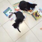 Danny Robertshaw Instagram - Reposted from @readwitharescue ❤️ Do your kids play animal shelter? 🐾 I can’t get enough of the adorable moments when my 3-year-old uses words like “shelter,” “foster,” and “adopted” while playing with her toys. Since we started fostering cats, my little ones have become so curious about the animal rescue world! 🌟 Recently, I discovered a heartwarming book series about rescue dogs that has been an absolute gem for my kids. The series strikes the perfect balance for a read-aloud with my 7-year-old and my 3-year-old loves listening along too. 📚 The first book we read, “Millie, Daisy, and the Scary Storm,” follows the touching story of two bonded dogs in their foster home. Daisy gets anxious during thunderstorms, but her furry friend Millie is there to comfort her. When they overhear their foster humans talking about a big adoption event, Daisy becomes worried. Will they have to leave their home, and even worse, will they be separated? 💛 This captivating series is based on the true heroes Danny & Ron, who founded @dannyronsrescue in 1995 after Hurricane Katrina. Their inspiring work has saved over 13,000 dogs from euthanasia, and they also provide essential pet supplies to elderly folks living in poverty so they can keep their beloved pets. I love how this book series resonates with our own experiences and nurtures empathy in my kids. It’s heartwarming to witness them connect with the characters and the real-world heroes behind the story. 🌟 Let’s spread the love for rescue animals and cherish the beautiful bonds they create. Share your own fostering or adoption stories below! 🐶❤️🐱 #Bookstagram #RescueDogs #AnimalShelter #FosterPets #KidsAndBooks #Empathy #FamilyReads #DannyAndRonRescue #ChildrensBooks #MustReads #AnimalHeroes @simonandschuster