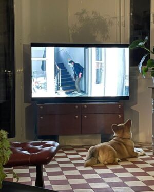 Dany Boon Instagram - Merci à Steve pour cette belle photo qui prouve que la gente canine adore 8 rue de l’humanité. Et je lis avec bonheur tous vos commentaires sur le film qui sont très touchants et vos témoignages qui sont souvent bouleversants ❤️ 
Dany