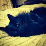 Daveigh Chase Instagram – missin my pretty kitty cos a nigga would
