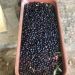 David Alan Grier Instagram - We finna git busy on these olives ova here at Chateau Daveed yall! 🫒