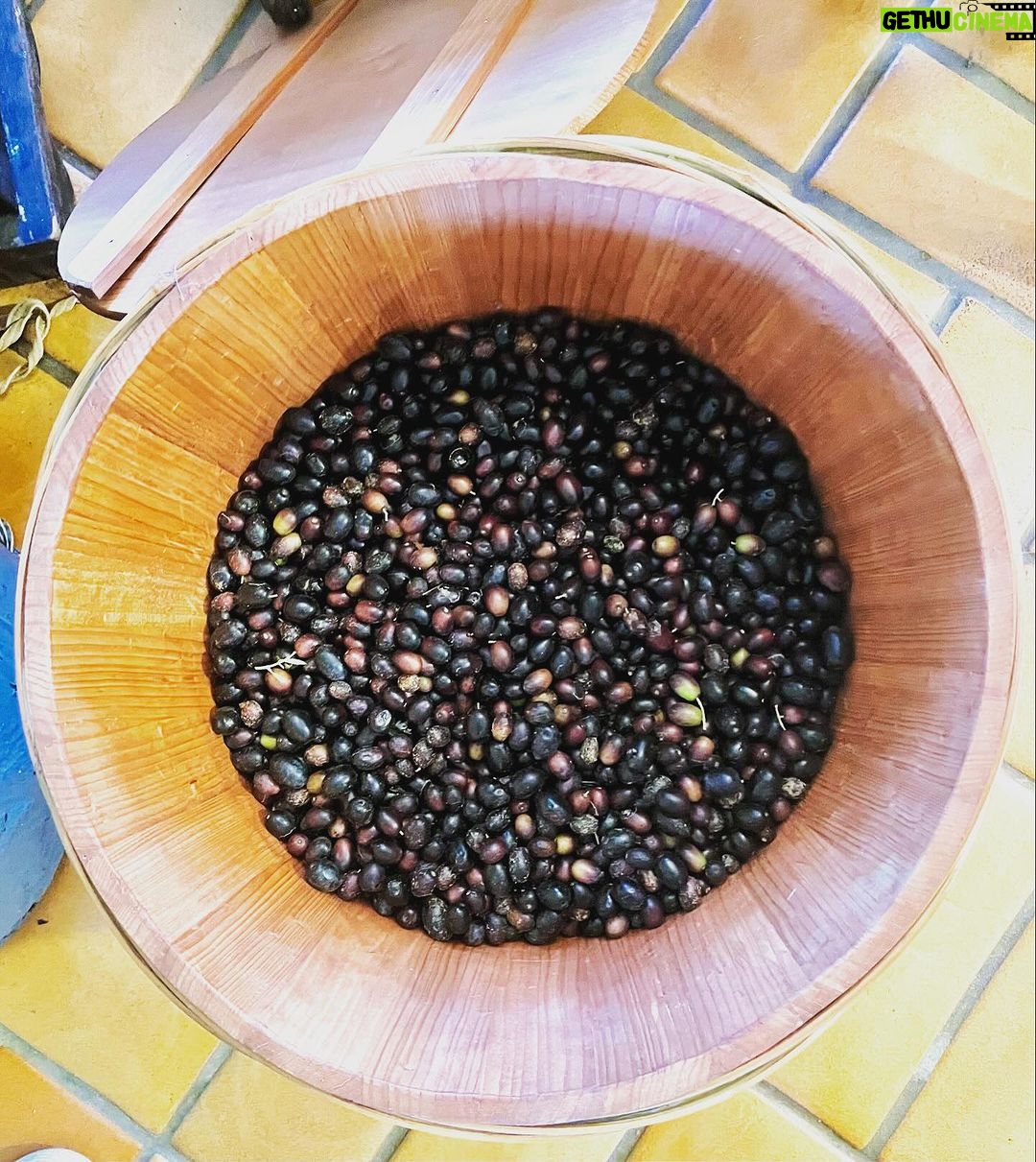 David Alan Grier Instagram - Olives, olives everywhere! Stay tuned! 🫒