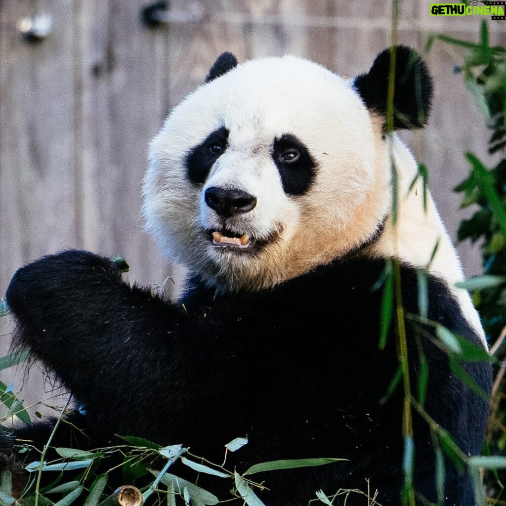 David Alan Grier Instagram - Thank you president Biden for gettin our pandas back! 🐼🇺🇸 #AmericaFuckYEAH ✊🏾