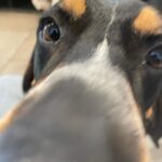 David Alan Grier Instagram - Pickles at the vet yesterday for his bordatella booster come tellin me he’s anti-vax 💉 🦠 😐