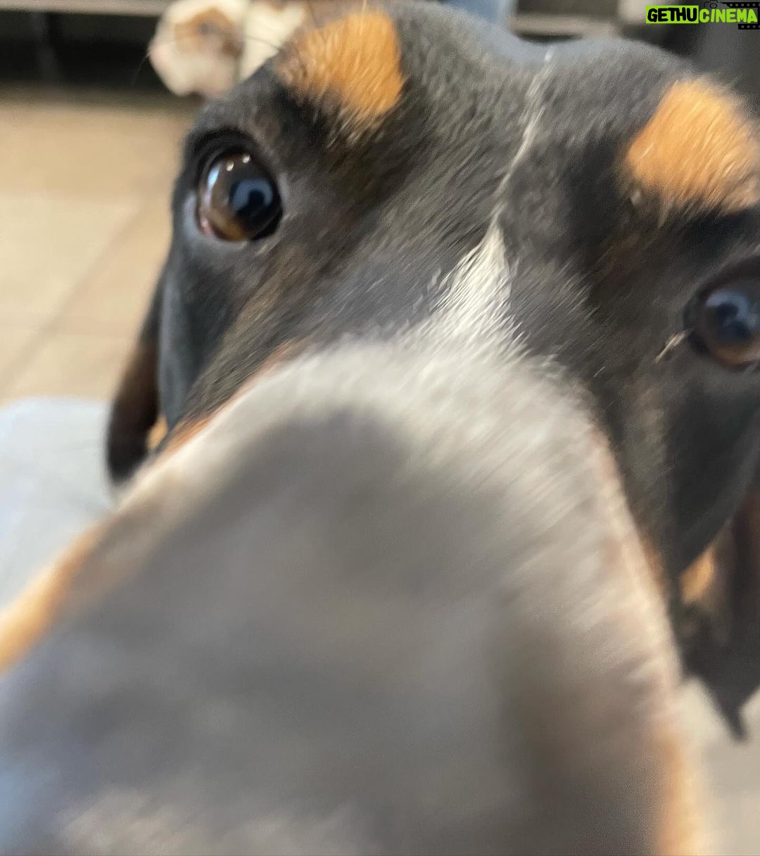 David Alan Grier Instagram - Pickles at the vet yesterday for his bordatella booster come tellin me heβs anti-vax π π¦ π