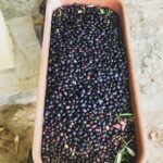 David Alan Grier Instagram - Olives, olives everywhere! Stay tuned! 🫒