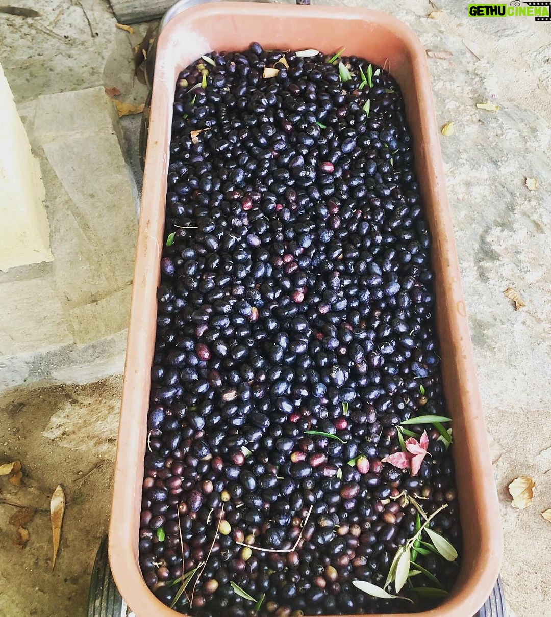 David Alan Grier Instagram - Olives, olives everywhere! Stay tuned! 🫒