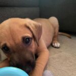 David Cristina Instagram - Apresento-vos a Sheila Marina, a cadela mais fofinha do mundo que agora vive cá em casa. Tudo começou com um grave erro. E o erro foi deixar-me convencer por uma veterinária amiga (da onça) a ir visitar a bicha. Gente, não vão. Não vão, porque é uma armadilha de fofinhice. Estes veterinários manipuladores sabem que quando olhamos para os olhos desta bicheza já não os conseguimos deixar lá. É o canto das sereias, mas em vez de afundar o barco, deixa um tarolo no tapete da sala. E pegadas de trampa pela casa toda, como se fosse a fábula do Hansel e Merdel. Para quem quer saber a etnia da Sheila (seus racistas) é um Cruzado Português, que é uma maneira betalhufa de dizer "rafeira". Não a comprei, atenção, salvei-a. Quando encontrei a bicha, coitada, deu-me tanta pena, estava ela para ali desgraçada, na Margem Sul. Já lhe estavam pintar as unhas e a fazer extensões quando agarrei nela e fugi. Em honra das suas origens, ficou Sheila Marina, para honrar todas as Sheilas, Brunas e Soraias que levam este país para a frente, uma pestana falsa de cada vez.