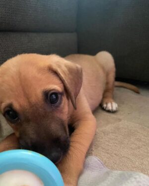 David Cristina Instagram - Apresento-vos a Sheila Marina, a cadela mais fofinha do mundo que agora vive cá em casa. 

Tudo começou com um grave erro. E o erro foi deixar-me convencer por uma veterinária amiga (da onça) a ir visitar a bicha. Gente, não vão. Não vão, porque é uma armadilha de fofinhice. Estes veterinários manipuladores sabem que quando olhamos para os olhos desta bicheza já não os conseguimos deixar lá. É o canto das sereias, mas em vez de afundar o barco, deixa um tarolo no tapete da sala. E pegadas de trampa pela casa toda, como se fosse a fábula do Hansel e Merdel. 

Para quem quer saber a etnia da Sheila (seus racistas) é um Cruzado Português, que é uma maneira betalhufa de dizer "rafeira". Não a comprei, atenção, salvei-a. Quando encontrei a bicha, coitada, deu-me tanta pena, estava ela para ali desgraçada, na Margem Sul. Já lhe estavam pintar as unhas e a fazer extensões quando agarrei nela e fugi. 

Em honra das suas origens, ficou Sheila Marina, para honrar todas as Sheilas, Brunas e Soraias que levam este país para a frente, uma pestana falsa de cada vez.
