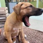 David Cristina Instagram - Apresento-vos a Sheila Marina, a cadela mais fofinha do mundo que agora vive cá em casa. Tudo começou com um grave erro. E o erro foi deixar-me convencer por uma veterinária amiga (da onça) a ir visitar a bicha. Gente, não vão. Não vão, porque é uma armadilha de fofinhice. Estes veterinários manipuladores sabem que quando olhamos para os olhos desta bicheza já não os conseguimos deixar lá. É o canto das sereias, mas em vez de afundar o barco, deixa um tarolo no tapete da sala. E pegadas de trampa pela casa toda, como se fosse a fábula do Hansel e Merdel. Para quem quer saber a etnia da Sheila (seus racistas) é um Cruzado Português, que é uma maneira betalhufa de dizer "rafeira". Não a comprei, atenção, salvei-a. Quando encontrei a bicha, coitada, deu-me tanta pena, estava ela para ali desgraçada, na Margem Sul. Já lhe estavam pintar as unhas e a fazer extensões quando agarrei nela e fugi. Em honra das suas origens, ficou Sheila Marina, para honrar todas as Sheilas, Brunas e Soraias que levam este país para a frente, uma pestana falsa de cada vez.