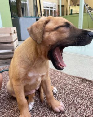 David Cristina Instagram - Apresento-vos a Sheila Marina, a cadela mais fofinha do mundo que agora vive cá em casa. 

Tudo começou com um grave erro. E o erro foi deixar-me convencer por uma veterinária amiga (da onça) a ir visitar a bicha. Gente, não vão. Não vão, porque é uma armadilha de fofinhice. Estes veterinários manipuladores sabem que quando olhamos para os olhos desta bicheza já não os conseguimos deixar lá. É o canto das sereias, mas em vez de afundar o barco, deixa um tarolo no tapete da sala. E pegadas de trampa pela casa toda, como se fosse a fábula do Hansel e Merdel. 

Para quem quer saber a etnia da Sheila (seus racistas) é um Cruzado Português, que é uma maneira betalhufa de dizer "rafeira". Não a comprei, atenção, salvei-a. Quando encontrei a bicha, coitada, deu-me tanta pena, estava ela para ali desgraçada, na Margem Sul. Já lhe estavam pintar as unhas e a fazer extensões quando agarrei nela e fugi. 

Em honra das suas origens, ficou Sheila Marina, para honrar todas as Sheilas, Brunas e Soraias que levam este país para a frente, uma pestana falsa de cada vez.