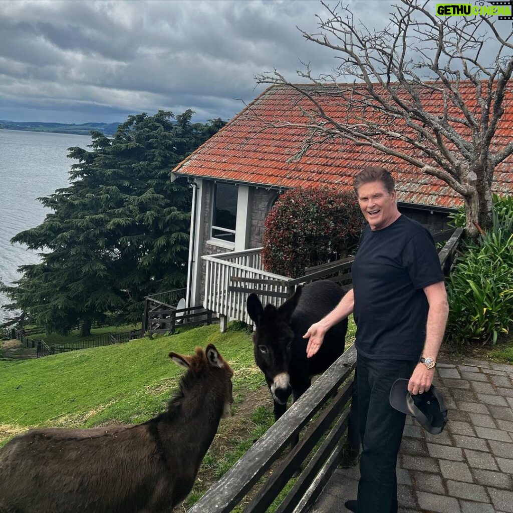 David Hasselhoff Instagram - Hello from the Donkeys! 🎶 @onthepoint_lakerotorua We have an incredible view Rotorua, New Zealand