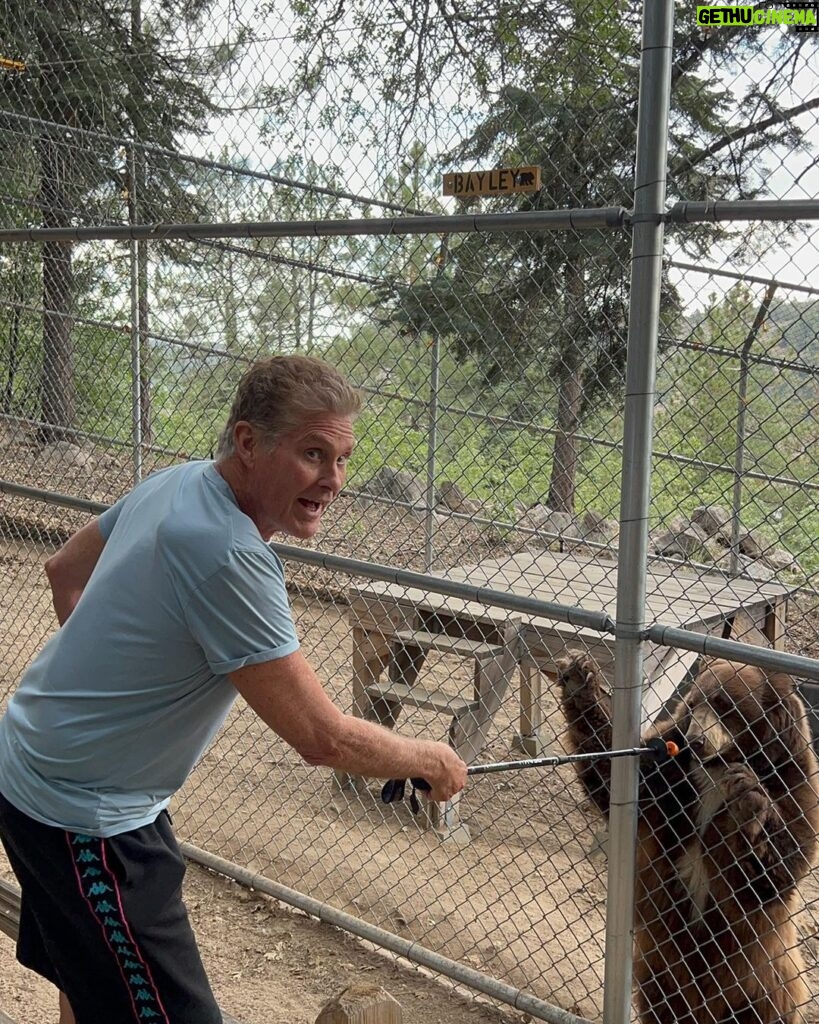 David Hasselhoff Instagram - Thanks to James and Diane for an amazing educational day and the sanctity of Wildhaven in Lake Arrowhead. We met Bayley and Zena all the animals are rescued! Lake Arrowhead, California