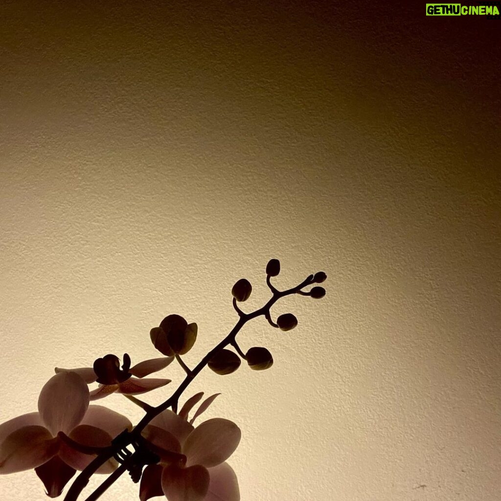 David Lambert Instagram - I’ll raise this plant as my own