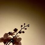 David Lambert Instagram – I’ll raise this plant as my own