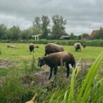 David Lim Instagram – Windmills, cheese, and hot cocoa in the countryside. 🌬️🧀🐑🇳🇱 #zaanseschans #netherlands Zaanse Schans