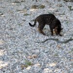 David Mora Instagram – J’ai tourné un documentaire animalier. Vous pensez que je peux le vendre à une chaîne ? #laviesauvage #quiapeurdequi #boaconstrictor #leopard #punky Serengueti