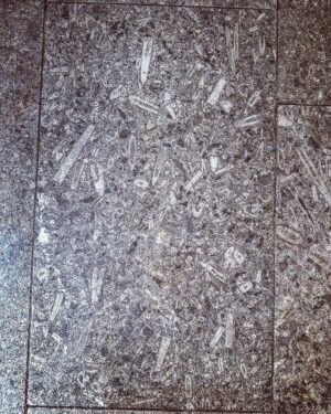 David Morrissey Instagram - Working in a beautiful old building today and the flag stones are full of fossils. Such an amazing site to see these relics from thousands of years ago!