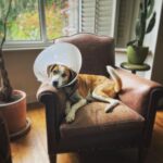 David Morrissey Instagram - “Please don’t take my photo…please don’t take my photo….don’t post it…DON’T POST IT! Ohhhh the collar of shame!