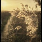 David Morrissey Instagram – Low Winter Sun