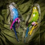 David Thewlis Instagram - Never laminate your budgies. Don’t be like me and find out the hard way