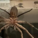 David Thewlis Instagram – WTF Australia! What is wrong with you?This thing was hanging out in my kitchen last night, heavy breathing, about the size of Kylie Minogue. It later showed up in my dreams and ate my liver. Unnecessary.
