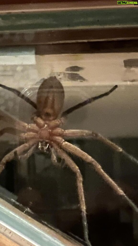 David Thewlis Instagram - WTF Australia! What is wrong with you?This thing was hanging out in my kitchen last night, heavy breathing, about the size of Kylie Minogue. It later showed up in my dreams and ate my liver. Unnecessary.