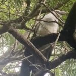 David Thewlis Instagram – What is this outside my bedroom window? Why is it doing that? Why has it been doing it for half an hour? I’m calling the police.