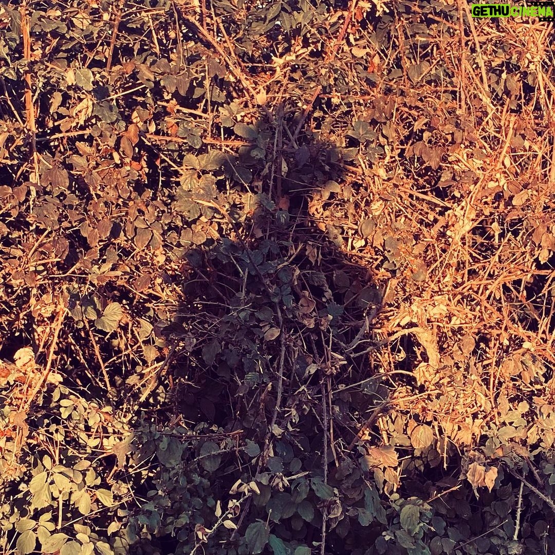 David Thewlis Instagram - Shadow of my former self spotted taking a walk without me Aix-en-Provence, France