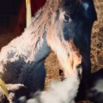 Dawn Olivieri Instagram - When I don’t invite you all in for a LIVE for a day it’s because I’m goin hard doin cowboy s%#t Better go get that hoodie 😎 When these bigger babies can’t get up, that’s when bigger solutions have to be found. This Arabian baby rescue is no little girls game. I was up at 3:30am worried about them and went out to feed. Till 11pm last night trying to get the pond pump to not die on me the day before our actual well gets hooked up. We’ve lost our pond pump. I told Duke we HAVE to have this well connected 2moro no other option. How wild the timing. We will carry buckets of water from other troughs this morning to distribute the water until the well gets officially connected. This life is unreal. 🙈 Arkansas - the Natural State