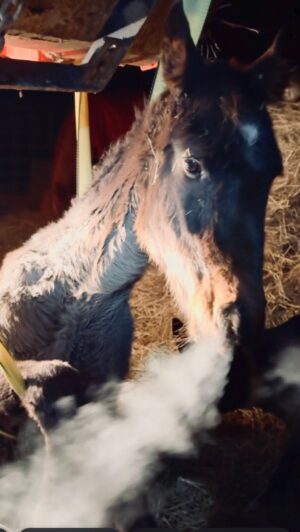 Dawn Olivieri Instagram - When I don’t invite you all in for a LIVE for a day it’s because I’m goin hard doin cowboy s%#t 

Better go get that hoodie 😎

When these bigger babies can’t get up, that’s when bigger solutions have to be found. This Arabian baby rescue is no little girls game. 

I was up at 3:30am worried about them and went out to feed. Till 11pm last night trying to get the pond pump to not die on me the day before our actual well gets hooked up. We’ve lost our pond pump. I told Duke we HAVE to have this well connected 2moro no other option. How wild the timing. We will carry buckets of water from other troughs this morning to distribute the water until the well gets officially connected. This life is unreal. 🙈