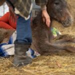 Dawn Olivieri Instagram - Some of these babies need help to get up after their naps because they just don’t have the strength. We will all be here for their jouney to get their legs back❤️ Arkansas - the Natural State
