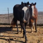 Dawn Olivieri Instagram - This is a little remainder of our Moon Mountain Overflow posse. Soon to be leaving quarantine and coming to Arkansas! We’ve got a hay hurdle to clear but it’s so worth it. We love all these babies and stand committed to their rehab and rehoming. They deserve it. They all deserve it. Please skip your Starbucks and consider sending supportive life giving energy towards these souls we are pulling back to life from the literal brink. It’s a dark edge they brushed against but MoonM mountain and all of you said nope. Not today. Not. To. Day. Life prevails. Love beats darkness every time. Watch us as we work. ❤️