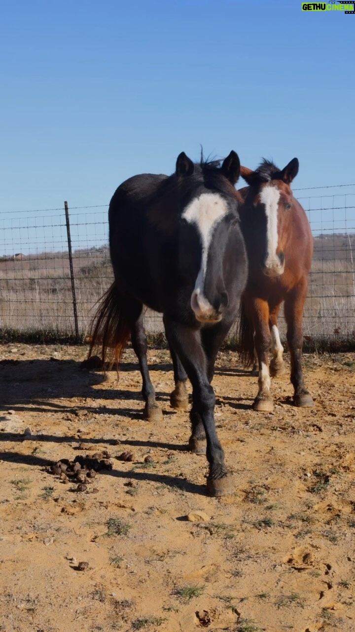 Dawn Olivieri Instagram - This is a little remainder of our Moon Mountain Overflow posse. Soon to be leaving quarantine and coming to Arkansas! We’ve got a hay hurdle to clear but it’s so worth it. We love all these babies and stand committed to their rehab and rehoming. They deserve it. They all deserve it. Please skip your Starbucks and consider sending supportive life giving energy towards these souls we are pulling back to life from the literal brink. It’s a dark edge they brushed against but MoonM mountain and all of you said nope. Not today. Not. To. Day. Life prevails. Love beats darkness every time. Watch us as we work. ❤️