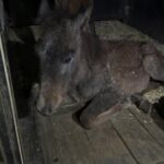 Dawn Olivieri Instagram - Arabian babies make it to @moon_mountain_sanctuary (If you fast forward the video the sound fixes itself. The Bluetooth was connected to the truck from the start and I didn’t realize 🙄) Vitamin bag to the smallest shivering baby. And blankets for all with zero fat on their bodies. Please go to Amazon registry link in the bio and please gift some yearling and pony blankets for these new babies. We need more so Badly. Arkansas - the Natural State