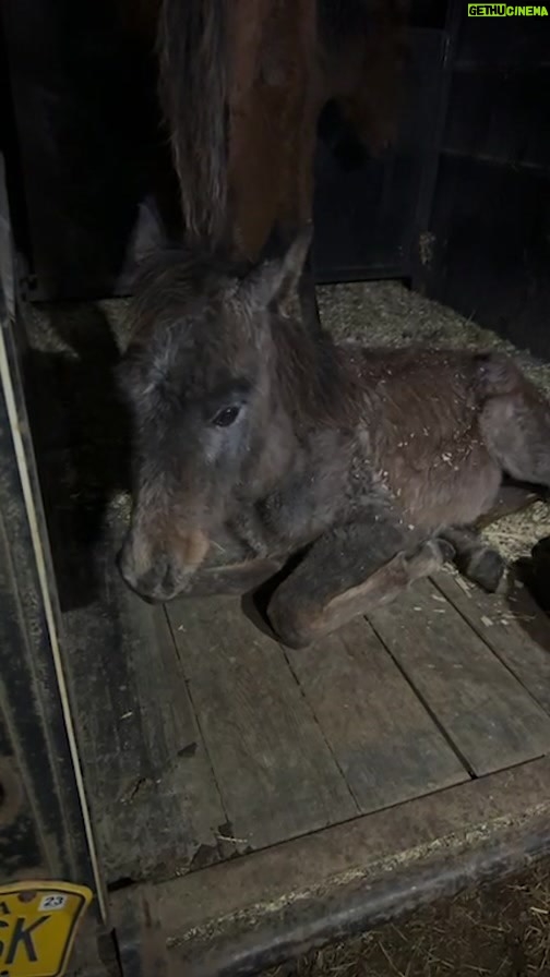 Dawn Olivieri Instagram - Arabian babies make it to @moon_mountain_sanctuary (If you fast forward the video the sound fixes itself. The Bluetooth was connected to the truck from the start and I didn’t realize 🙄) Vitamin bag to the smallest shivering baby. And blankets for all with zero fat on their bodies. Please go to Amazon registry link in the bio and please gift some yearling and pony blankets for these new babies. We need more so Badly. Arkansas - the Natural State