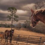 Dawn Olivieri Instagram - It was cold today on the mountain. We ran fence in a snow flurry. I’m as dead as the grass in the hollow but as full as those bellies on our babies. Our new adoption pen is so close to being finished. The well breaks ground Tuesday. Thank you to all the volunteers that have shown up this week. @moon_mountain_sanctuary has officially entered its season of Gold. Thank you @samsartclub65 for always capturing the breathtaking iconic imagery that is this sanctuary ❤️ @tractorsupply @tarterusa @purinafeedgreatness @arkansas Arkansas - the Natural State