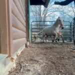 Dawn Olivieri Instagram - Merry Christmas from the Moon Mountain ponies at Blueberry Hill 🫐 Today we gave some meds and some loves. It makes me so happy how good these babies are looking. This is my Christmas❤️ Arkansas - the Natural State