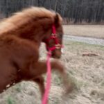 Dawn Olivieri Instagram - Pharaoh gets baby pony zoomies. He is so freaking adorable I can’t stand it.. cause he’s very loving…and the rest of the time…he’s a little bronc’y Gangsta. Arkansas - the Natural State