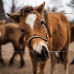 Dawn Olivieri Instagram - ❤️ G I N G E R ❤️ Available for adoption! This beautiful little girl is as sweet as she is pretty. Walk right up to everyone at the fence and can’t wait for scratches. Halter trained to lead, pick up feet and loves people. Calm and easy going. Will make such a great and loving member of the family. If you are interested in adopting, go to the website and download our adoption application, fill out, and email it back to us.