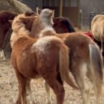 Dawn Olivieri Instagram - If ever I’m having a tough day all I need to do is come and visit this group. They are so adorable and playful and happy. They will all come up to the fence and ask for loves. ❤️ how far we have come my sweat babies. How far we have come… grateful for all our partnerships at @moon_mountain_sanctuary @purinafeedgreatness @tractorsupply @arkansas @tarterusa @shelter_logic @equineeye_ @polarisaus @dickies Arkansas - the Natural State