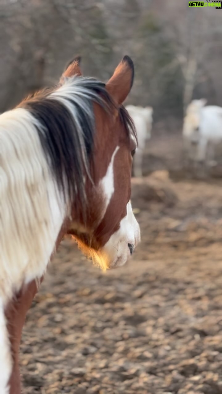 Dawn Olivieri Instagram - Just a day on the Moon… Please consider donating to keep their world spinning ❤️ grateful for all our partnerships at @moon_mountain_sanctuary @purinafeedgreatness @tractorsupply @tarterusa @shelter_logic @equineeye_ @polarisaus @dickies Arkansas - the Natural State