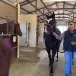 Dawn Olivieri Instagram - Kitty and momma Kya finally reunite! Wait till you see how happy Miss Kitty is! Equine Sports Medicine