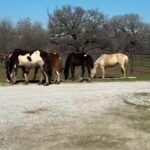 Dawn Olivieri Instagram - Overflow pick up Equine Sports Medicine