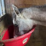 Dawn Olivieri Instagram - Tula update and everyone else at the vet! Please help us by donating to the vet bill fundraiser below. MOUSE has been through a lot (watch a little bit of his live a few lives back) and is the main culprit for our big bill here! Even WITH the mate rate!!! Equine Sports Medicine