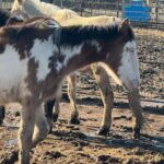 Dawn Olivieri Instagram - SAVED** Orphan baby rescue. His mom was loaded and is on her journey to Mexico as I type this. I hate myself for not just putting her on our transport. I can’t stop the tears for her. I cannot leave him in that place. Please donate now and I will have him picked up as soon as we have enough. I cannot stand this game.