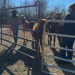 Dawn Olivieri Instagram - Moving babies day!!! @moon_mountain_sanctuary Arkansas - the Natural State