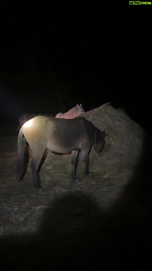Dawn Olivieri Instagram - Night chores… Arkansas - the Natural State