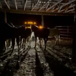 Dawn Olivieri Instagram - Finally Muddy and his buddies make it to Moon Mountain. The majority of this group is also from the 50 reservation baby directship semi interception. Green tags mean straight to slaughter. Lucky for these babies, that was not their journey. Thanks to a mass bail partnership between @allseatedinabarn and @moon_mountain_sanctuary these babies were not sold for their meat. Freezing temps and snow held us up this month from pulling our babies out from @equinesportsmedicineesm overflow in Texas but now we have nice weather and these babies have almost doubled in size😳 it’s crazy what just a little care can do for a growing baby. Game changers. Muddy and 4 other boys in this group have been gelded. Vaxed wormed and passed through their strangles phase. We are still keeping them separate from other babies but mainly in the aim of starting their gentling process. We will let them settle for a week then the “plan” is to get to school. We all know about plans though don’t we lol. Come hell or high water, these youngsters will learn to trust a human and come to realize we all aren’t that bad. In fact some of us truly care and make it our mission to bridge a connection in the aim of understanding each other. We will love them, shower them in kindness and fill their belly’s as the night sky blankets them in stars and a forest boundary sings songs of a wild birth and a mother by their side that would nuzzle them to sleep like a lullaby. To offer these souls a chance at a life with a family that can protect it, We will trade in the currency of pressure and release to find a common ground and to let them know it is possible to understand each other. The peace from feeling heard is a priceless gift. This is our Mission here on the Moon 🌙 Please consider adopting from us. ❤️ @purinafeedgreatness @tractorsupply @tarterusa #indianreservationroundups #semitrucksfullofbabies #whoisdoingthis #rezbabies #slaughterpipeline #somthingisverywrong #takemetoyourelders #indiannation #iwanttohelpyou Arkansas - the Natural State